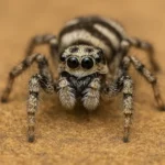 Zepraspinne