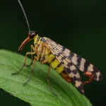 Scorpionsfliege