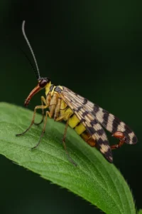 Scorpionsfliege